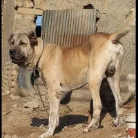 واگذاری سرابی ۳ساله