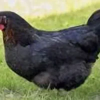 مرغ تخم گذار