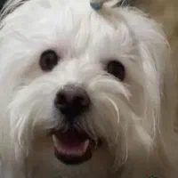 فروش سگ ایشپیتز|سگ|تبریز, |دیوار