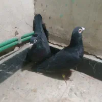 مجسمه زاغ سیستانی