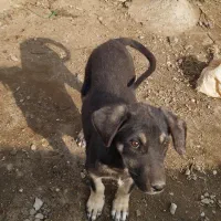 توله سگ عراقی|سگ|میاندوآب, |دیوار