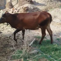 گوساله ماده پر گوشت چاق چله