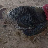 جوجه قوغاز غاز ماده بقلمون خروس|حیوانات مزرعه|قزوین, |دیوار