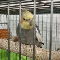 پرنده عروس|پرنده|تهران, افسریه شمالی|دیوار