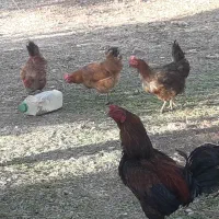 مرغ تخمگذار. خروس. جوجه امسال کردی. بوقلمون ۳ ماهه