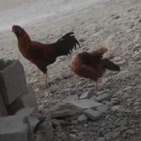 مورغ|پرنده|دشتیاری, |دیوار