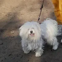 سگ میکس شیتز پاکوتاه بازیگوش و سالم