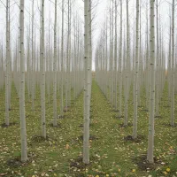 نهال صنوبر پایه موفقیت باغ شما|خدمات باغبانی و درختکاری|آمل, |دیوار