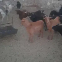 فروش فوری بز بومی.