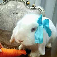 خرگوش لوپ سفید|موش و خرگوش|علی‌آباد کتول, |دیوار