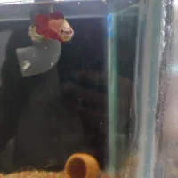 ماهی ارزان|ماهی|ارومیه, |دیوار