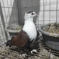 کبوتر شهرستان کربلایی،سرور مسافتی ،کلاغ(کله سفید)|پرنده|تهران, مسعودیه|دیوار