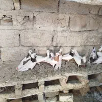 دسته کبوتر|پرنده|شیراز, شهرک مهدی‌آباد|دیوار