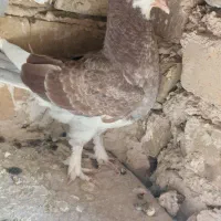 کبوتر.جوجه بوم ندیده