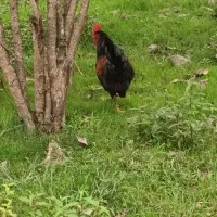 خروس‌ گلین‌ لری‌ اصل‌ و‌ خروس‌ گلپایگانی،بلک‌استار|حیوانات مزرعه|رضوانشهر, |دیوار