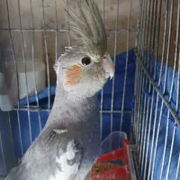 عروس هلندی نر