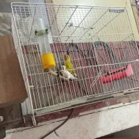 کوتوله برزیلی