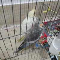 فروش عروس هلندی دستی