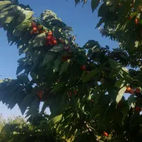 باغ انار ۱۲۰۰متر|فروش دفتر صنعتی، کشاورزی، تجاری|ساوه, |دیوار