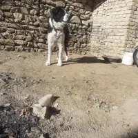 سگ قهدریجانی اصیل|سگ|فریدونشهر, |دیوار