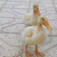 اردک فروشی