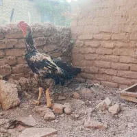 مرغ خروس لاری
