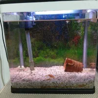 آکواریوم دلسا