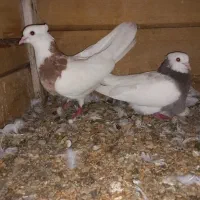کفتر|پرنده|باغ بهادران, |دیوار