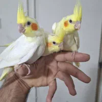 جوجه عروس هلندی رام و با کیفیت بالا