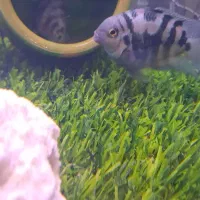 ماهی پرت پلار|ماهی|تهران, منیریه|دیوار