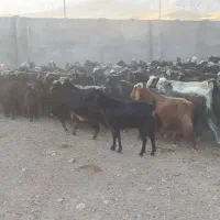 بز درجه یک