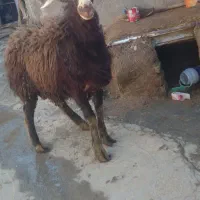 قوچ قزل افشار کله سفید