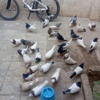 کبوتر رنگی خوب