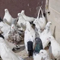 کبوتر دمبی|پرنده|میانه, |دیوار