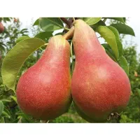 فروش نهال گلابی بلادی جونیو