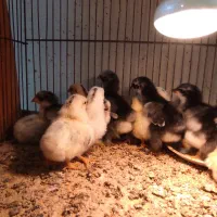 جوجه مرغ نژاد کوشین پانتام و جاپنیز (ژاپنیکس)|حیوانات مزرعه|تبریز, |دیوار