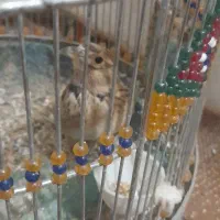 سهره خاکی بخون بشرط