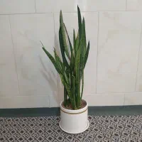 گیاه اپارتمانی|گل و گیاه طبیعی|قم, انسجام|دیوار