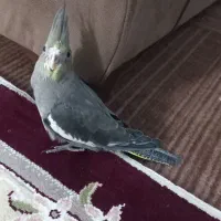 جوجه عروس هلندی|پرنده|مشهد, نوید|دیوار