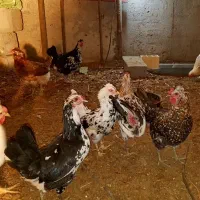 تخم جوجه تخم، جوجه، تاقچه، مولدگلین لری و بوقلمون