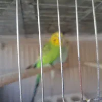 مرغ عشق|پرنده|مرودشت, پشت سایپا‎|دیوار