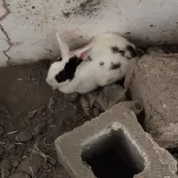 جفت خرگوش