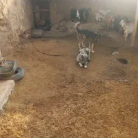 سلام حیوان به شرته گوسفند سن ۲ ساله قیمت ۱۵