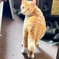 واگذاری رایگان گربه نارنجی مهربون