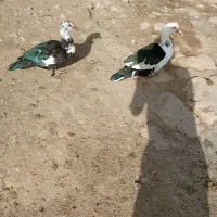 معاوضه و فروش|حیوانات مزرعه|گتوند, |دیوار