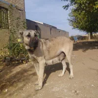 سگ سرابی ماده