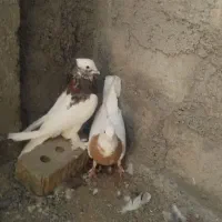 کبوتر