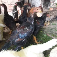 جوجه لاری|حیوانات مزرعه|تبریز, |دیوار