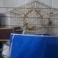 عروس هلندی مولد