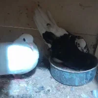 کفتر پرشی|پرنده|تهران, طیب|دیوار